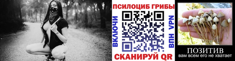 Псилоцибиновые грибы прущие грибы  Купить закладки  Черногорск 